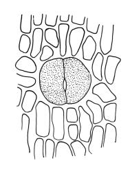 Orthotrichum rupestre var. papillosum, stoma.
 Image: R.C. Wagstaff © All rights reserved. Redrawn with permission from Lewinsky (1984). 